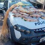 Polícia Ambiental apreende mais de 60 kg de peixes no rio Aguapeí, em Lucélia