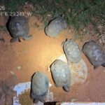 Ambiental apreende 6 jabutis mantidos em cativeiro irregular