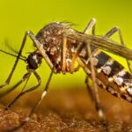 Exame descarta morte por dengue em Tupi Paulista
