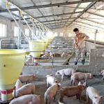 Embarques de carne suína brasileira crescem 32,2% em março e atingem marca inédita