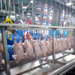 Mesmo com guerra, exportação de carne de frango cresce e bate recorde de receita para março, aponta ABPA