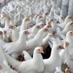 ECONOMIA – Carne de frango: exportação cresce 2,2% em abril, para 486,5 mil toneladas
