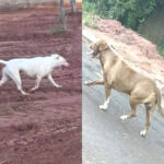 Pit Buls soltos pela rua invadem residência e matam cachorro em Nova Independência