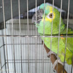Polícia Ambiental aplica R$ 4,2 mil em multas por aves silvestres mantidas em cativeiro em Penápolis