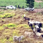Polícia prende suspeitos de integrar quadrilha de furto e venda de quase 260 cabeças de gado no noroeste de SP