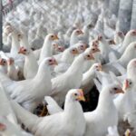 Carne de frango: exportação cresce 2,2% em abril, para 486,5 mil toneladas