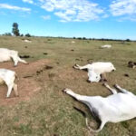 Frio intenso provoca morte de 74 bovinos em fazendas da região de Nova Andradina MS