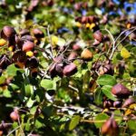 Composto de árvore brasileira pode ajudar no combate ao Covid – 19