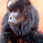 Macaco ferido é resgatado pela Brigada em área rural de Castilho (SP) e recebe atendimento veterinário