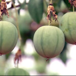 AGRICULTURA – Maracujá do sono: Embrapa desenvolve fruta que aumenta o bem estar
