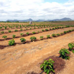 Economistas preveem que El Niño elevará a inflação de alimentos no Brasil