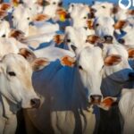 AGROPECUÁRIA – Território brasileiro foi reconhecido como livre da febre aftosa