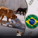 STF decide que todos os municípios do Brasil tem obrigação de proteger cães e gatos abandonados
