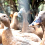Sanciona lei que proíbe produção e comercialização de fois gras