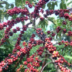 Exigências regulatórias da UE podem embarreirar pequenos cafeicultores