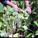 Inverno reforça papel do clima e da inovação na agricultura brasileira