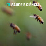 SAÚDE – Veneno de abelha pode potencializar o tratamento de Parkinson, diz estudo