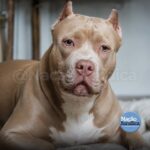 Cães da raça Pit Bull podem ser proibidos no Brasil e gera debate