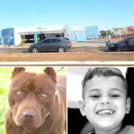 Menino de 2 anos morre após ser atacado por pitbull no quintal de casa em Agudos