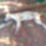 Moradores denunciam matança de cães por envenenamento no Assentamento Cafeeira em Castilho