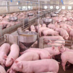 Preço baixo do suíno gera prejuízo e leva produtores a deixar atividade