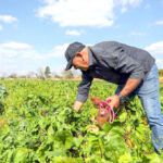 Microcrédito Rural: Veja como solicitar até R$ 15 mil direto pelo celular