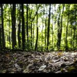 ECONOMIA – Produção florestal no país alcança recorde de R$ 47,9 bilhões em 2025