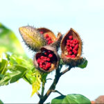 Baixo lucro em safra de urucum preocupa produtores da Nova Alta Paulista