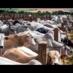 Agronegócio brasileiro enfrenta crise em meio a custos altos e pressão externa