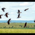 Proteção da biodiversidade mundial demanda mais US$1,3 trilhão por ano