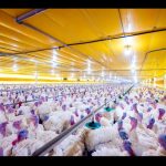 Após confirmação de surto, países suspendem compras de aves brasileiras
